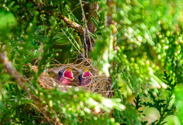 Aves Del Mundo Hembra Aves Vientre Amarillo Mientras Alimenta Pollitos — Foto de Stock