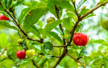 Organic agriculture.Select focus of acerola cherry on the tree in the garden clipart