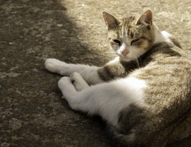 Kedi çimenlerde dinleniyor.