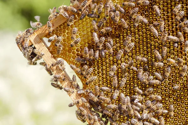 Bees Honeycomb Apiary Springtime — Stock Photo, Image