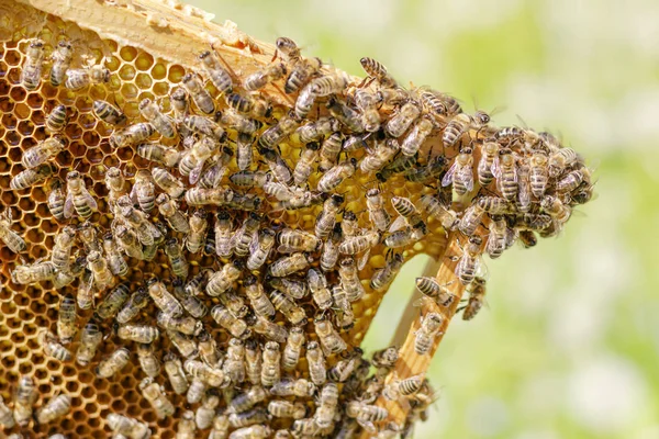 Bijen Honingraat Bijenteelt Lente — Stockfoto