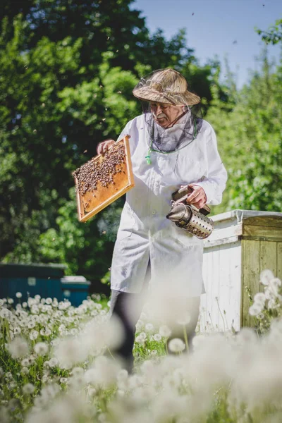 Senior Imker Inspiziert Bienenhaus Frühling Unter Löwenzahn — Stockfoto