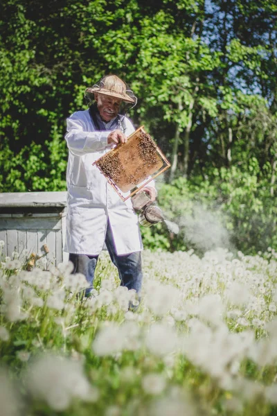 タンポポの中で春の養蜂場で検査を行うシニアの養蜂家 — ストック写真