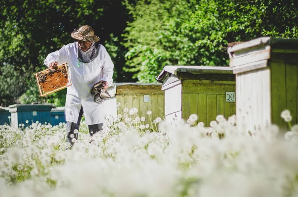 Senior Imker Inspiziert Bienenhaus Frühling Unter Löwenzahn — Stockfoto