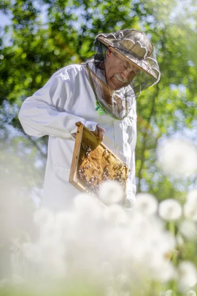 高级养蜂人在春天的养蜂场进行检查 — 图库照片