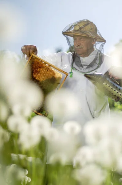 Senior Apiaist Gör Inspektion Bigården Våren — Stockfoto