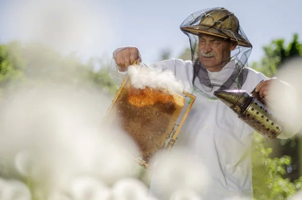 春の養蜂場で検査を行うシニア Apiaist — ストック写真