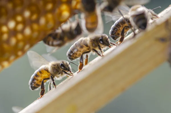 Трудолюбивые Пчелы Сотах Пасеке Конце Лета — стоковое фото