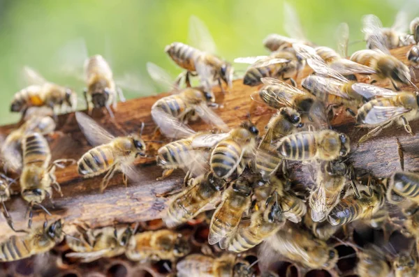 Pracowity Pszczoły Plaster Miodu Pasieki Późnym Latem — Zdjęcie stockowe