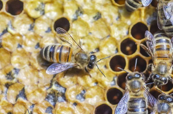 Fleißige Bienen Spätsommer Auf Der Wabe Bienenhaus — Stockfoto