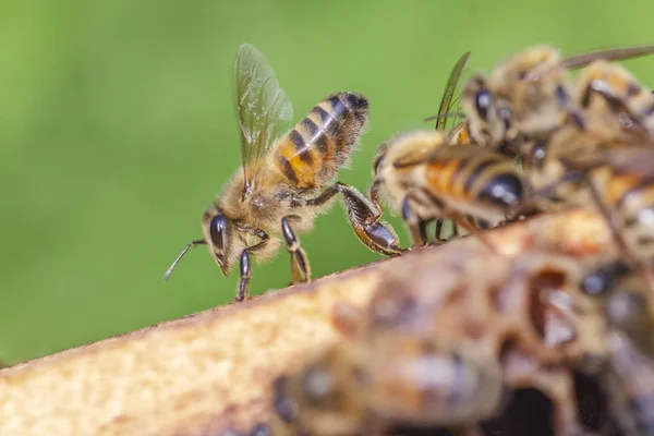 Fleißige Bienen Spätsommer Auf Der Wabe Bienenhaus — Stockfoto