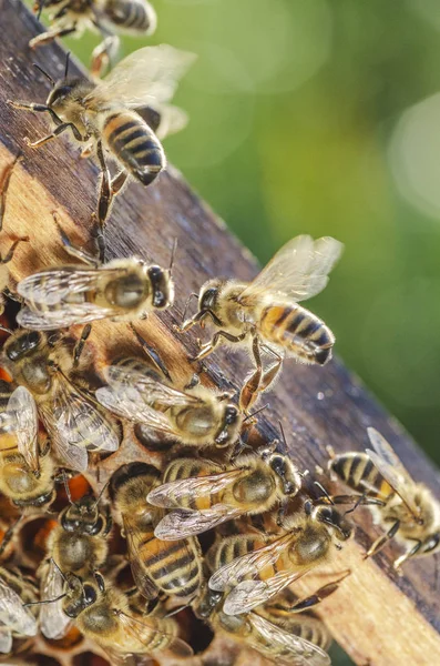 Fleißige Bienen Spätsommer Auf Der Wabe Bienenhaus — Stockfoto