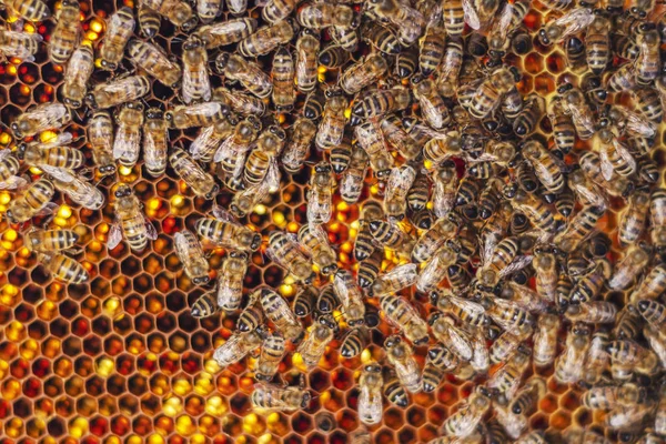 Fleißige Bienen Spätsommer Auf Der Wabe Bienenhaus — Stockfoto