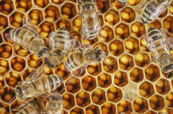 後期夏季養蜂場でハニカムの勤勉な蜂 — ストック写真