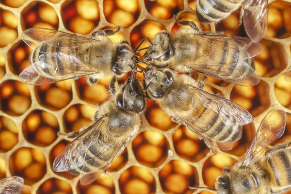 Трудолюбивые Пчелы Сотах Пасеке Конце Лета — стоковое фото