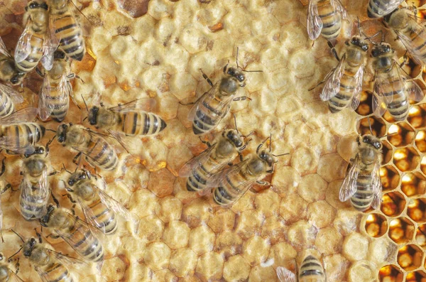 Hardworking Bees Honeycomb Apiary Late Summertime — Stock Photo, Image