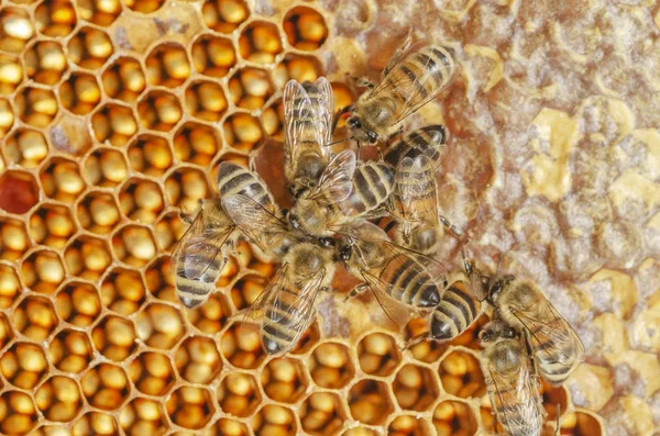 Abejas Trabajadoras Panal Colmenar Finales Del Verano — Foto de Stock