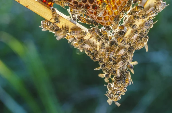 Abejas Trabajadoras Panal Colmenar Finales Del Verano — Foto de Stock