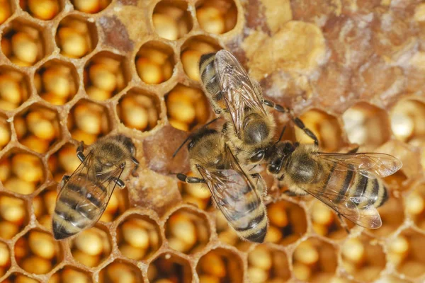 Fleißige Bienen Spätsommer Auf Der Wabe Bienenhaus — Stockfoto