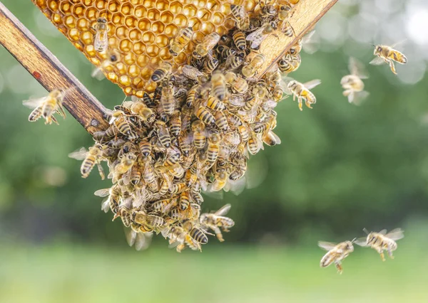 Трудолюбивые Пчелы Сотах Пасеке — стоковое фото