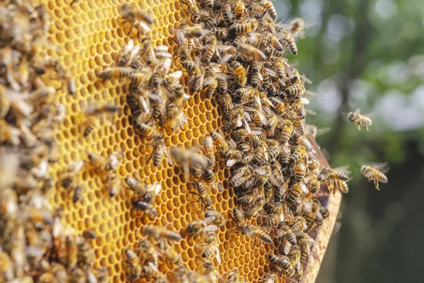 蜂房蜂窝上的勤劳蜜蜂 — 图库照片