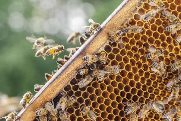 Fleißige Bienen Auf Der Bienenwabe Bienenhaus — Stockfoto