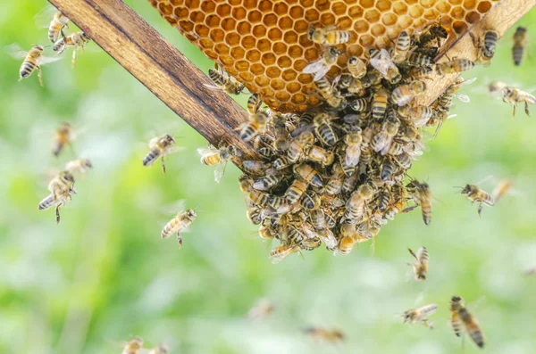 Abejas Trabajadoras Panal Colmenar — Foto de Stock