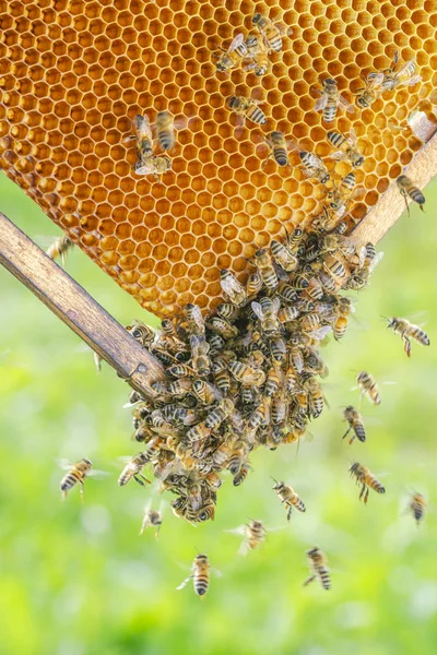 蜂房蜂窝上的勤劳蜜蜂 — 图库照片