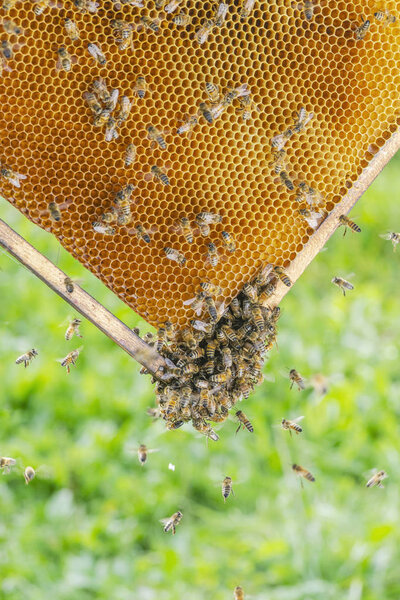 Hardworking bees on honeycomb in apiary