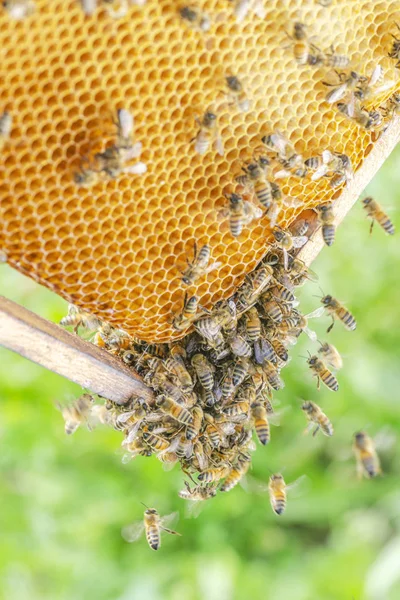 Fleißige Bienen Auf Der Bienenwabe Bienenhaus — Stockfoto