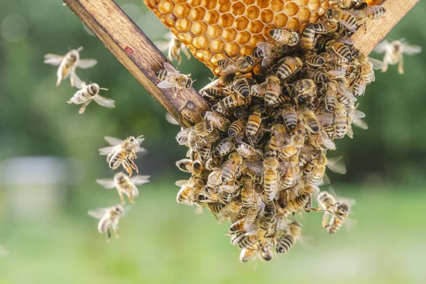 Arı Kovanında Bal Peteği Üzerinde Çalışkan Arılar — Stok fotoğraf