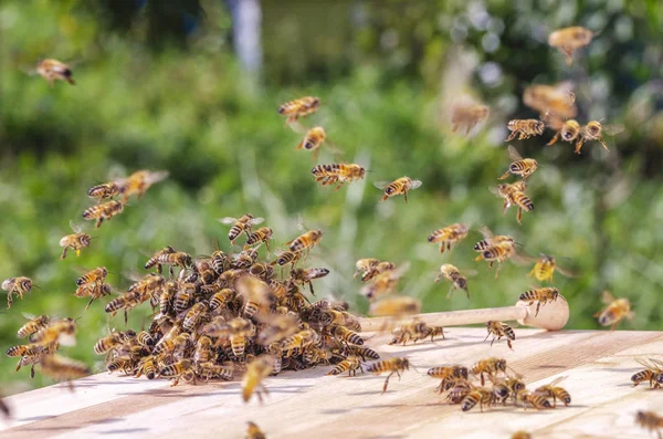 Σμήνος Μελισσών Γύρω Από Ένα Χωνευτήρι Εμποτισμένο Μέλι Μελισσοκομείο — Φωτογραφία Αρχείου