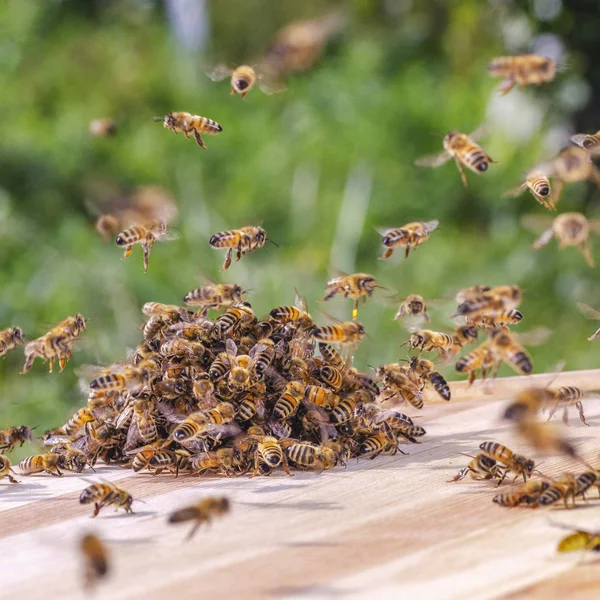 Rój Pszczół Wokół Dyszy Nasączonej Miodem Pasiece — Zdjęcie stockowe