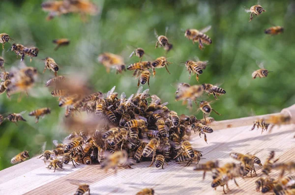 Arı Kovanına Batırılmış Bir Arının Etrafında Arı Sürüsü — Stok fotoğraf