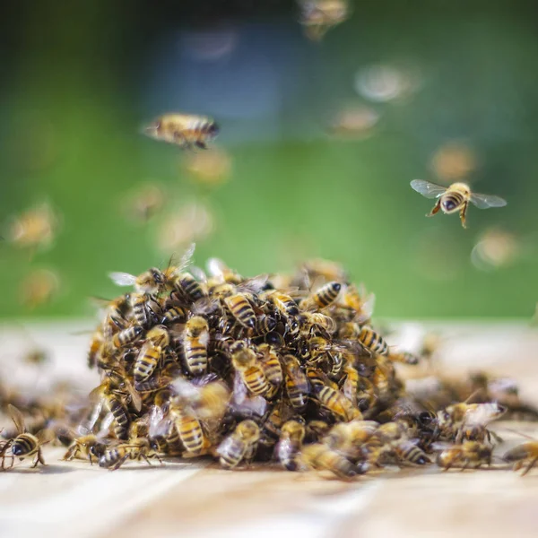 Rój Pszczół Wokół Dyszy Nasączonej Miodem Pasiece — Zdjęcie stockowe