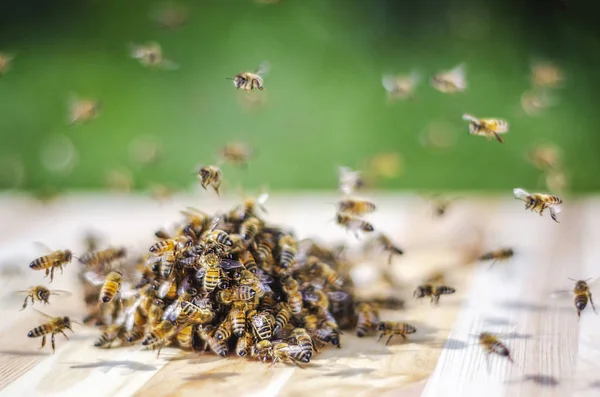 Zwerm Bijen Rond Een Dipper Doordrenkt Honing Bijenstal — Stockfoto