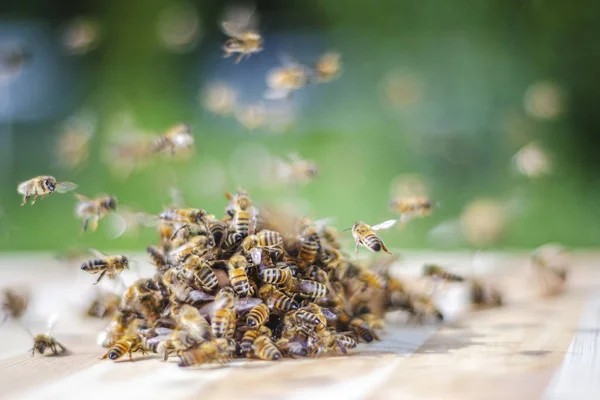 Bienenschwarm Einen Honig Getränkten Dipper Bienenhaus — Stockfoto