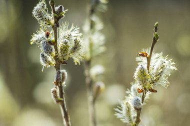 İlkbaharda narin söğüt ağaçlarının yakın çekimi