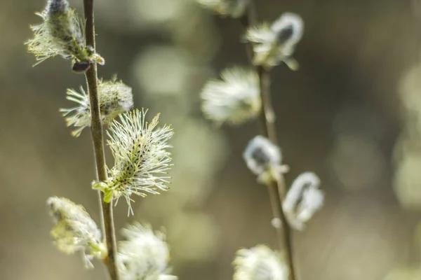 Close Van Delicate Wilg Katjes Lente — Stockfoto