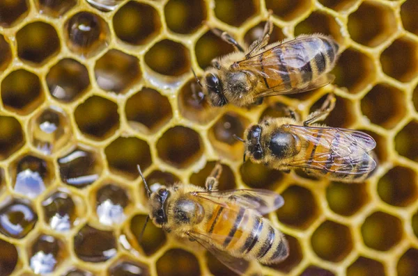 Fleißige Honigbienen Auf Der Bienenwabe Spätsommer — Stockfoto