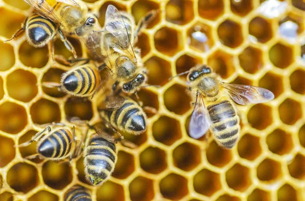 Hard Werkende Honingbijen Honingraat Imkerij Late Zomer — Stockfoto