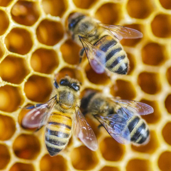 Hårt Arbetande Honung Bin Honeycomb Biflod Slutet Sommaren — Stockfoto