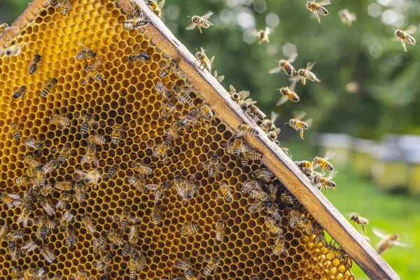 夏の終わりに養蜂場でハニカムの勤勉な蜂蜜蜂 — ストック写真