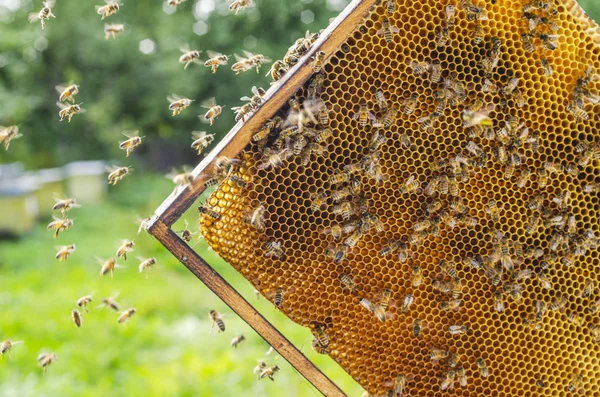 Těžce Pracující Včely Medonosné Medovém Hřbetu Pozdním Letním Období — Stock fotografie