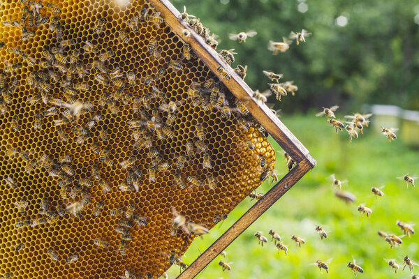 Hardworking honey bees on honeycomb in apiary in late summertime 