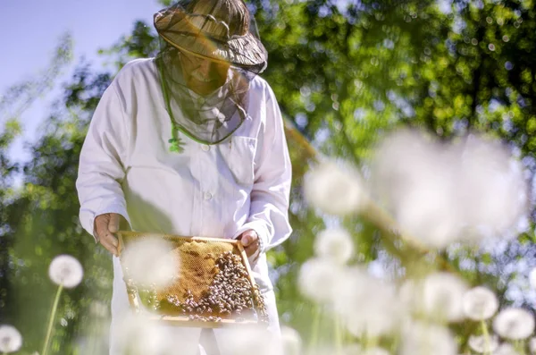 Apiarista Senior Haciendo Inspección Colmenar Primavera —  Fotos de Stock