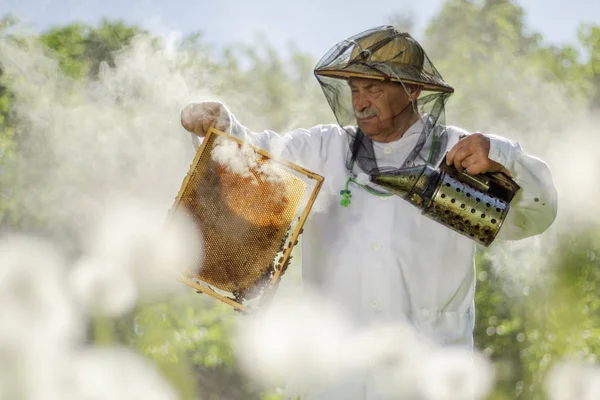 Senior Bijenhouder Die Het Voorjaar Bijenstal Inspecteert — Stockfoto