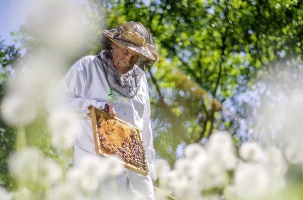 Starší Včelař Který Jaře Provádí Inspekci Včelínů — Stock fotografie
