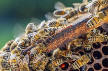 yaz sonunda apiary petek üzerinde bal arıları 