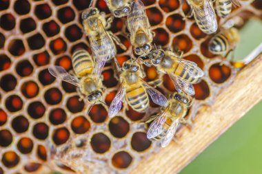 yaz sonunda apiary petek üzerinde bal arıları 